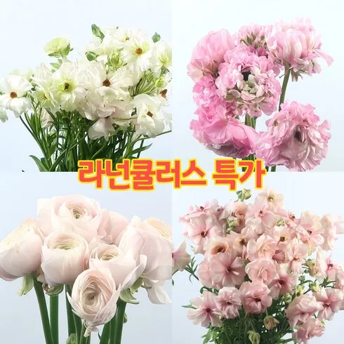 라넌큘러스 인기순위10 모아보기