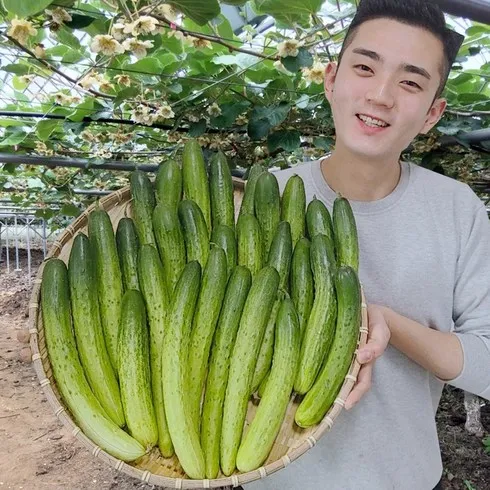 국내산 통오이지 20개  인기순위8 모아보기